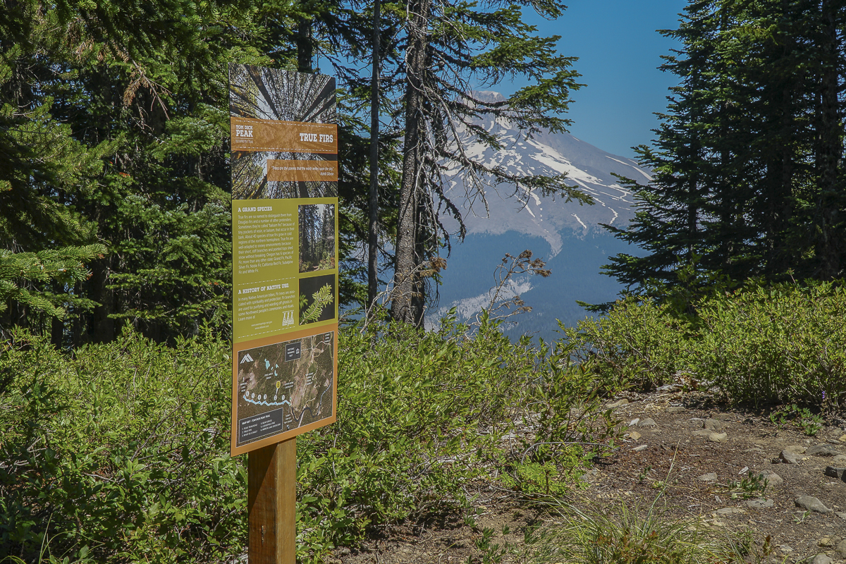 Clear Lake Hike in Mt Hood National Forest Provides for Fabulous Mt