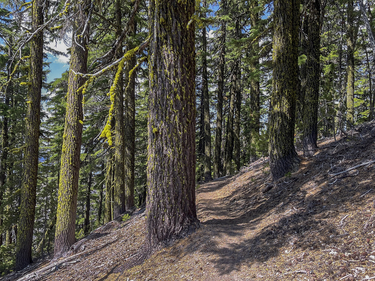 Crater Rim Trail provides for exceptional views of Paulina Peak ...