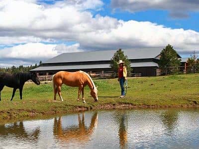 Turn-Key Horse Training Facility