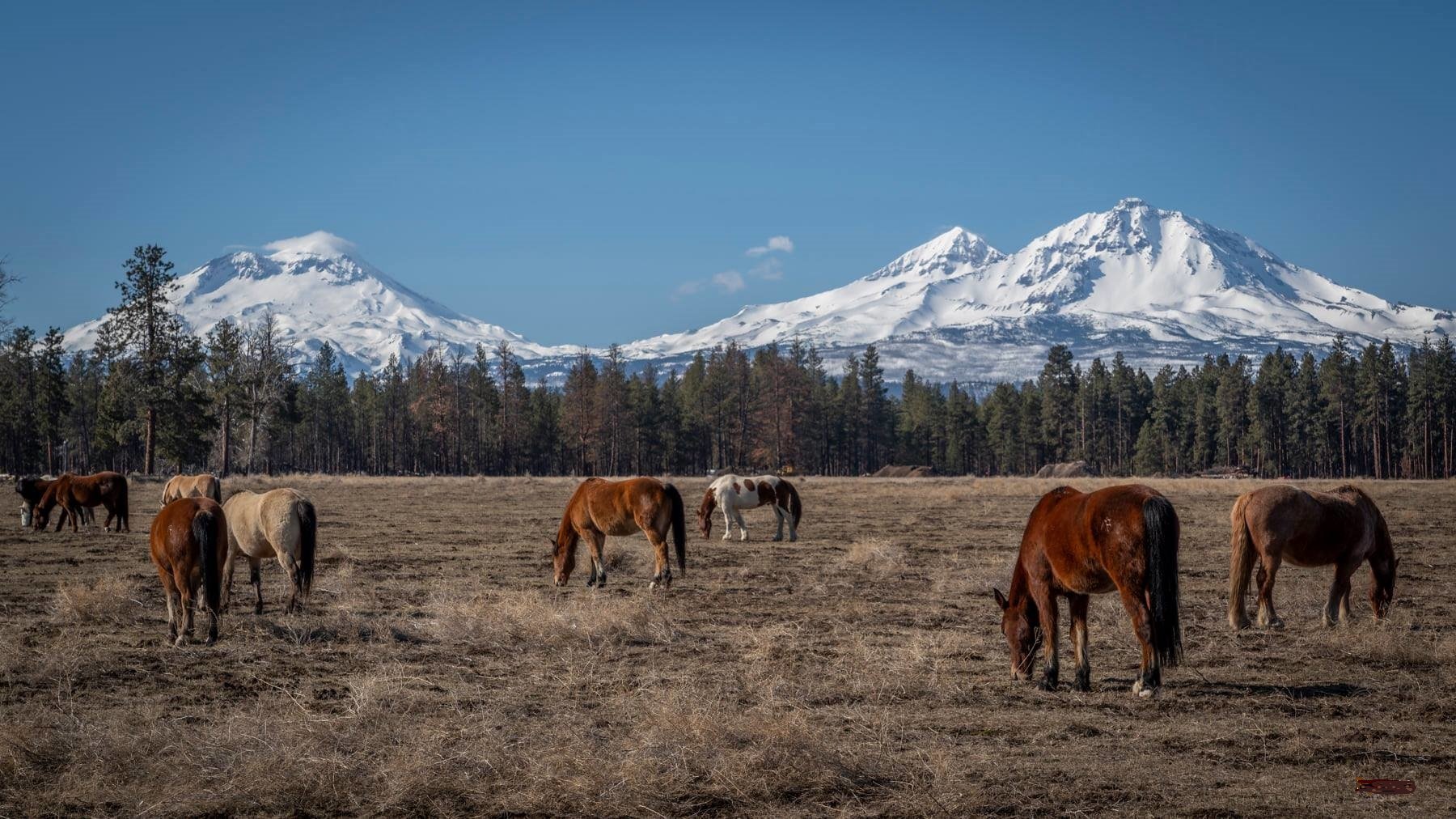 Three Sisters and Horses